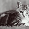Finał X edycji konkursu fotograficznego Zwierzęta duże i małe